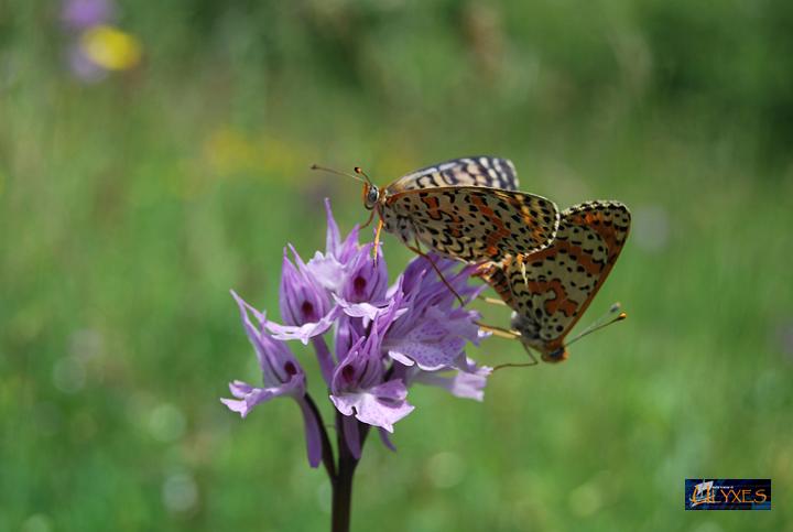 accoppiamento  di vanesse su orchis tridentata.JPG